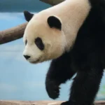 Panda master: Guide, Tips, Updates, and What Players Should Know