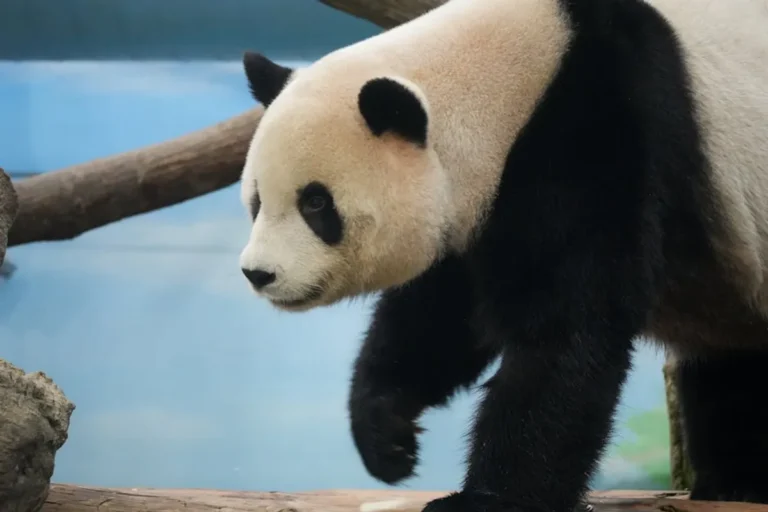 Panda master: Guide, Tips, Updates, and What Players Should Know